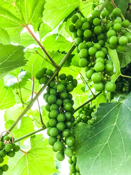 Son Racimos Uvas Verdes Inmaduras Estudio Foto —  Fotos de Stock