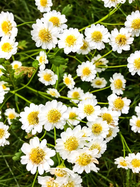 Pequeñas Flores Blancas Sobre Fondo Hierba Verde Estudio Foto —  Fotos de Stock