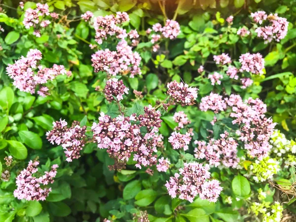 Medicinal Plant Thyme Creeping Studio Photo — Stock Photo, Image