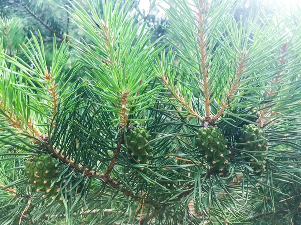 Growing pine with green cones. Studio Photo