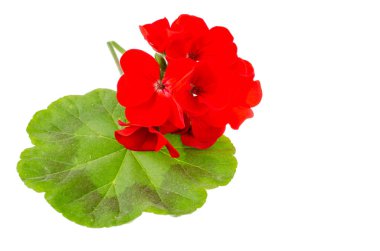 Beyaz arka plan üzerinde izole Pellargonium yaprak ve kırmızı çiçek. Studio fotoğraf