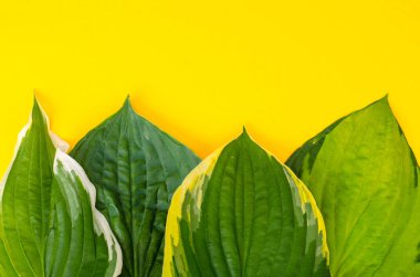 Yaratıcı yaz arka plan. Çim, alacalı yapılan Hosta sarı, en iyi görünümü üzerinde bırakır. En az kavramı. Studio fotoğraf