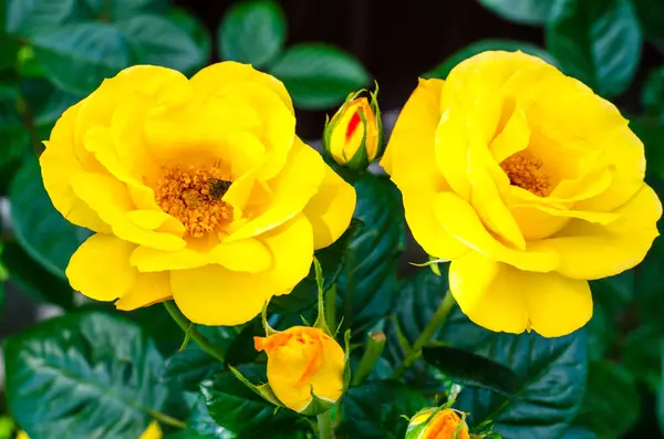 Dva Žluté Růže Kvetoucí Keře Zahradě Studiové Fotografie — Stock fotografie