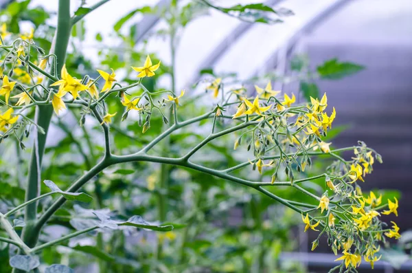 Маленькие Желтые Цветы Кустах Помидоров Studio Phot — стоковое фото