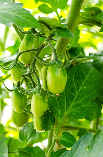 Yeşil çalılar domates olgunlaşmamış meyvesi. Studio fotoğraf