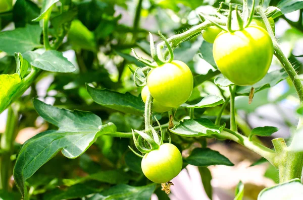 Groene Onrijpe Vrucht Van Tomaten Struiken Studio Foto — Stockfoto
