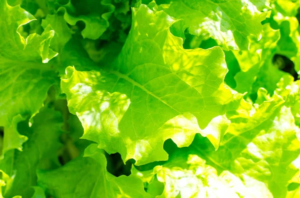 Background Lettuce Leaves Vegetarian Menu Place Text Studio Photo — Stock Photo, Image