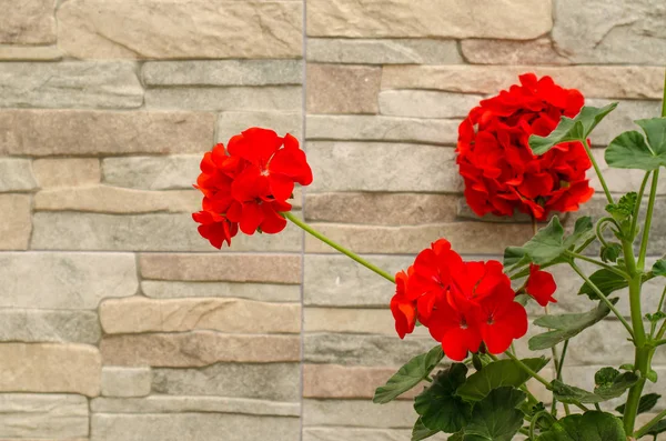 Красные Цветы Пеларгоний Фоне Каменной Стены Студия Фото — стоковое фото