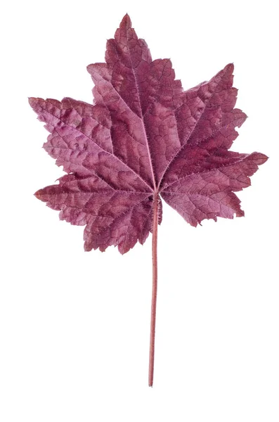 Purple Leaf Perennial Heuchera Plant Studio Photo — Stock Photo, Image