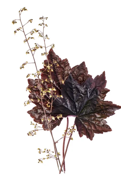 Пурпурний Листя Багаторічна Рослина Heuchera Фото Студію — стокове фото