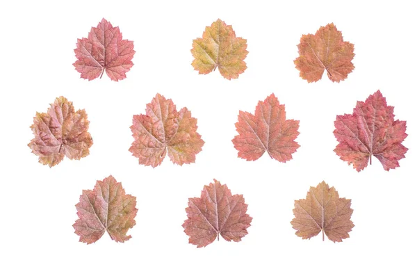 Floral Background Pattern Flowers Heuchera Top View Studio Photo — Stock Photo, Image