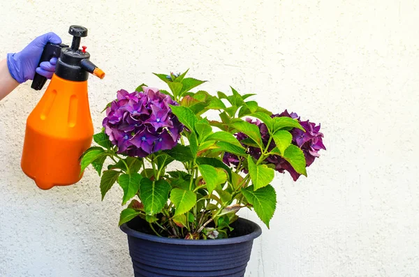 Spraying Manual Spray Plants Flowers Studio Photo — Stock Photo, Image