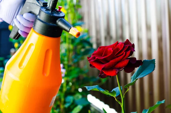 Uso Pesticidi Contro Parassiti Malattie Sulle Rose Studio Foto — Foto Stock