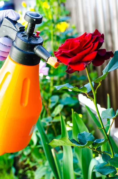 Use Pesticides Pests Diseases Roses Studio Photo — Stock Photo, Image