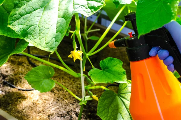 Spraying of vegetable plants against diseases and pests. Studio Photo