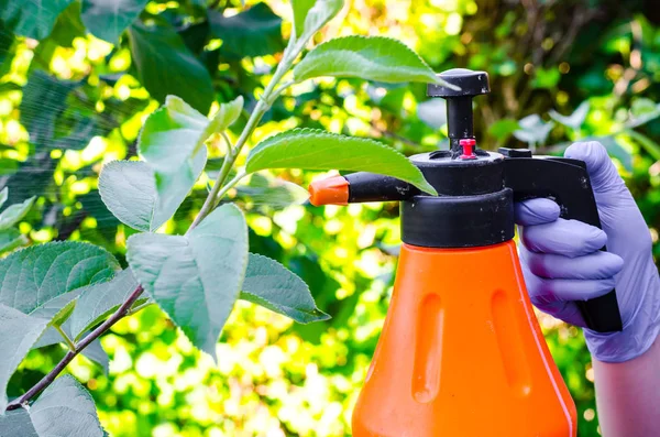 Hand Glove Spraying Leaves Fruit Tree Plant Diseases Studio Phot — Stock Photo, Image