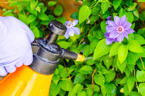 Spraying from manual spray of plants and flowers. Studio Photo — Stock Image Spraying Manual Spray Plants Flowers Studio Photo Royalty Free Stock Photos
