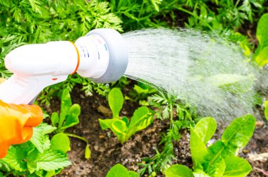 El su hortumu üzerine sulama olabilir. Studio fotoğraf