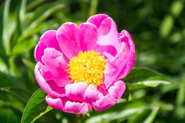 Sarı stamens ile pembe şakayık çiçeği. Studio fotoğraf