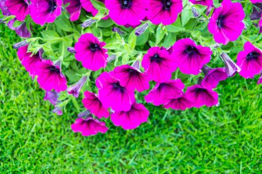 Yeşil çimenlerin üzerinde pembe surfinia çiçekler. Studio fotoğraf