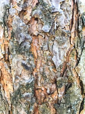 Yapısı, kabuk arka plan. Stüdyo Phot