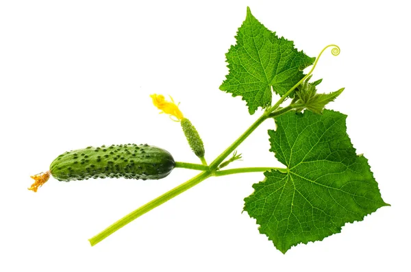 Groene Verse Komkommers Geïsoleerd Een Witte Achtergrond Studio Foto — Stockfoto