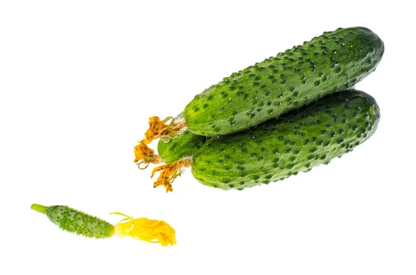 Grüne Frische Gurken Isoliert Auf Weißem Hintergrund Studioaufnahme — Stockfoto