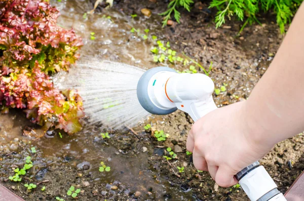 El su hortumu üzerine sulama olabilir. Studio fotoğraf