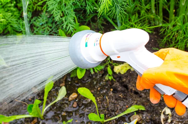 El su hortumu üzerine sulama olabilir. Studio fotoğraf