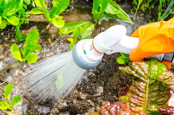 El su hortumu üzerine sulama olabilir. Studio fotoğraf