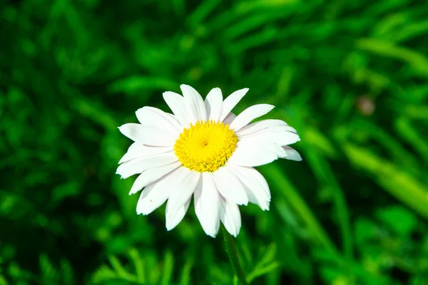 Single daisy flower on green background. Studio Photo