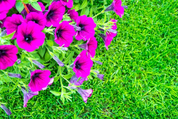 Цветы Розовой Поверхности Зеленой Траве Студия Фото — стоковое фото