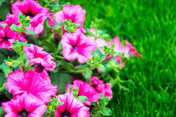 Цветы Розовой Поверхности Зеленой Траве Студия Фото — стоковое фото