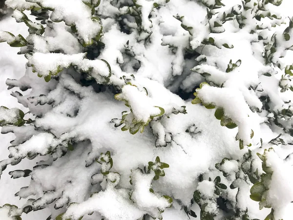 Arbustos Jardín Evergreen Bajo Nieve Estudio Foto — Foto de Stock