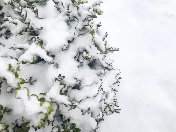 Вічнозелені Садові Кущі Під Снігом Студія Фото — стокове фото