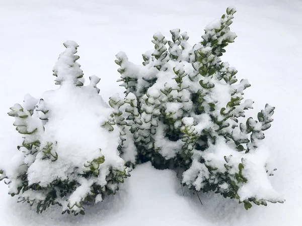 Arbustos Jardín Evergreen Bajo Nieve Estudio Foto — Foto de Stock