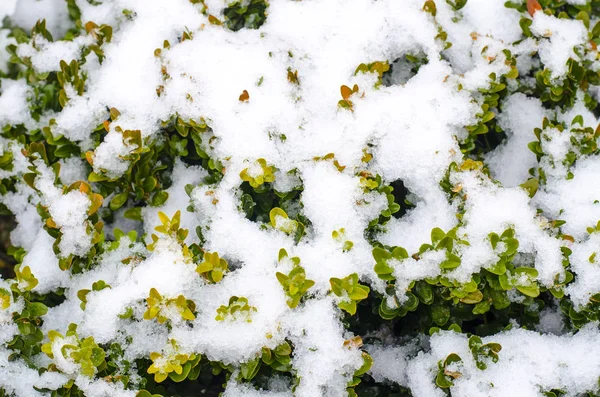 Des Branches Vertes Plantes Ornementales Sous Neige Photo Studio — Photo