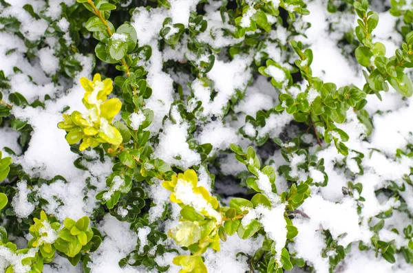 Des Branches Vertes Plantes Ornementales Sous Neige Photo Studio — Photo