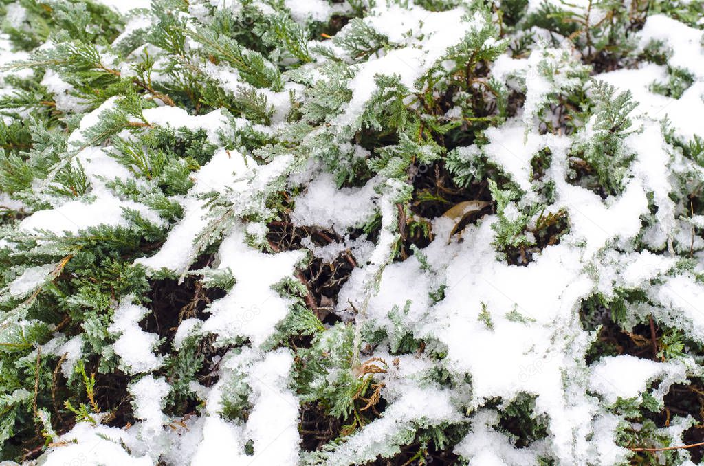 Green branches of ornamental plants under snow. Studio Photo
