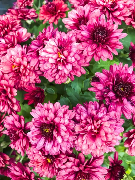 Blumenhintergrund Textur Vieler Rosa Chrysanthemen Studioaufnahme — Stockfoto