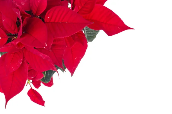 Flor Poinsettia Roja Aislada Sobre Fondo Blanco Estudio Foto — Foto de Stock