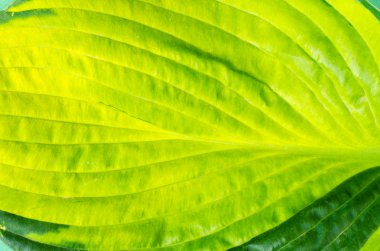 Yeşil yaprakları doğa arka plan için yaratıcı düzeni. Studio fotoğraf