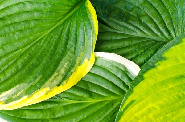 Kreative Gestaltung Von Grünen Blättern Für Den Hintergrund Der Natur — Stockfoto