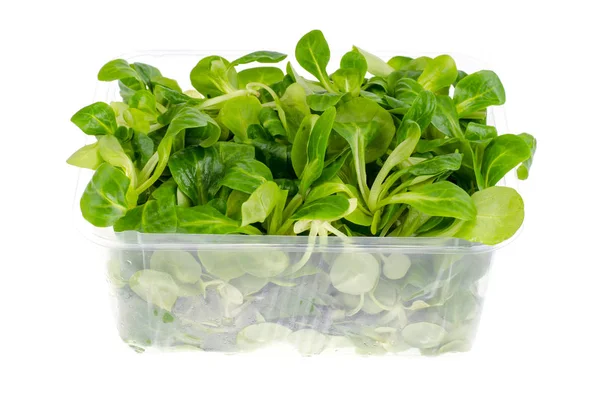 Salad Jagung Meninggalkan Hijau Segar Dalam Paket Foto Studio — Stok Foto