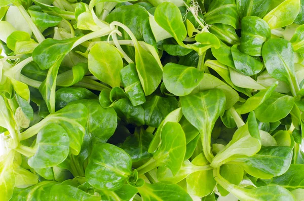 Corn Salad Leaves Fresh Green Package Studio Photo — Stock Photo, Image