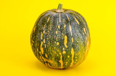 Kabak tüm yuvarlak renk. Studio fotoğraf