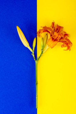 Portakal çiçeği daylily parlak arka plan üzerinde. Studio fotoğraf