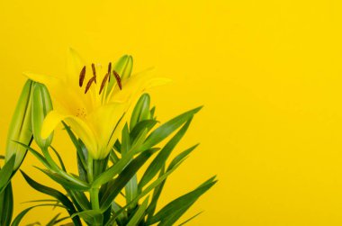 Portakal çiçeği daylily parlak zemin üzerine