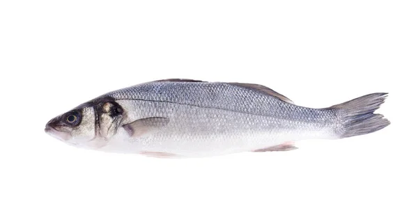 Fish Carcass Dicentrarchus Labrax White Studio Photo — Stock Photo, Image