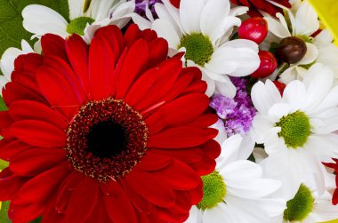 Arka plan doku çiçek kartı, afiş, metin için gelen. Studio fotoğraf